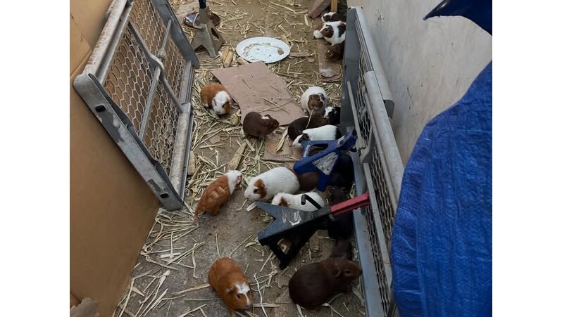 400 to 500 guinea pigs found at LA home as rescue groups criticize LA Animal Services response – Daily News