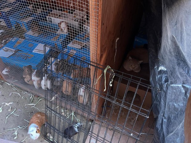 A coalition of animal rescue groups is looking for homes for as many of the 400 to 500 guinea pigs found at a residence in South Los Angeles as they are able to place. (Images courtesy of Southern California Guinea Pig Rescue)