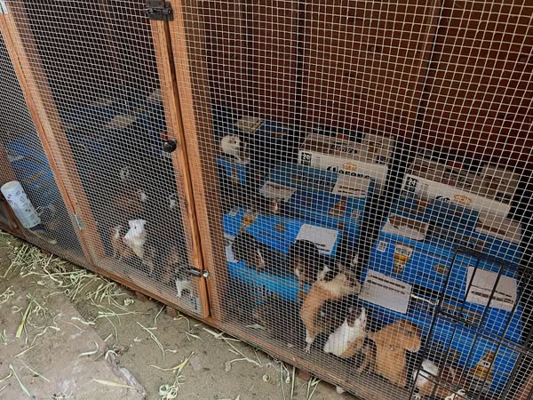 A coalition of animal rescue groups is looking for homes for as many of the 400 to 500 guinea pigs found at a residence in South Los Angeles as they are able to place. (Images courtesy of Southern California Guinea Pig Rescue)