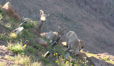 Experts and volunteers search for bighorn sheep population on Pikes Peak