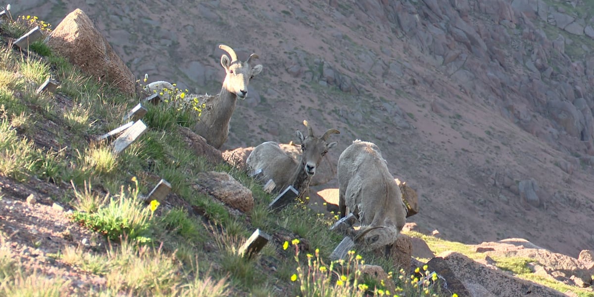 Experts and volunteers search for bighorn sheep population on Pikes Peak