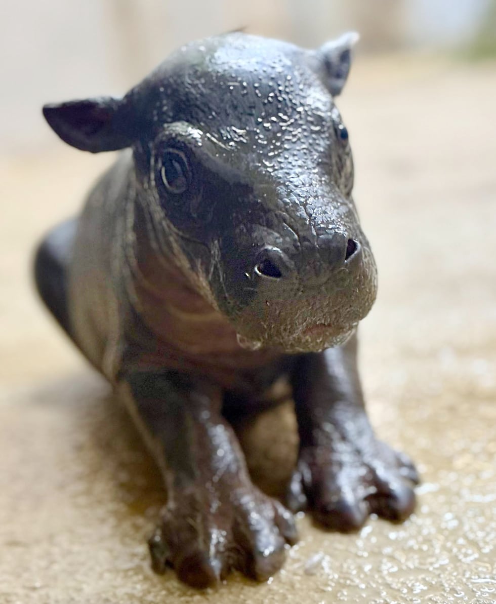 On June 26, 2025, a male pygmy hippopotamus calf was born at Tanganyika Wildlife Park.