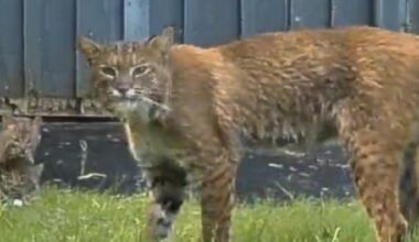 Bobcats caught on camera in and around Lowell