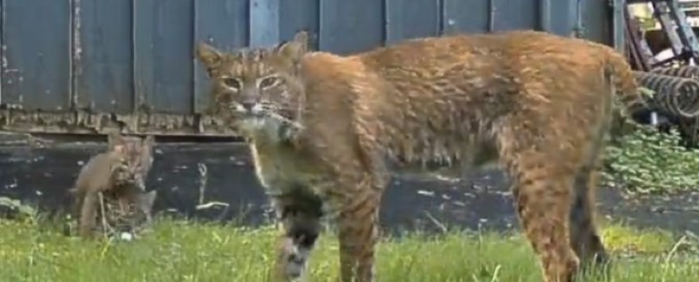 Bobcats caught on camera in and around Lowell