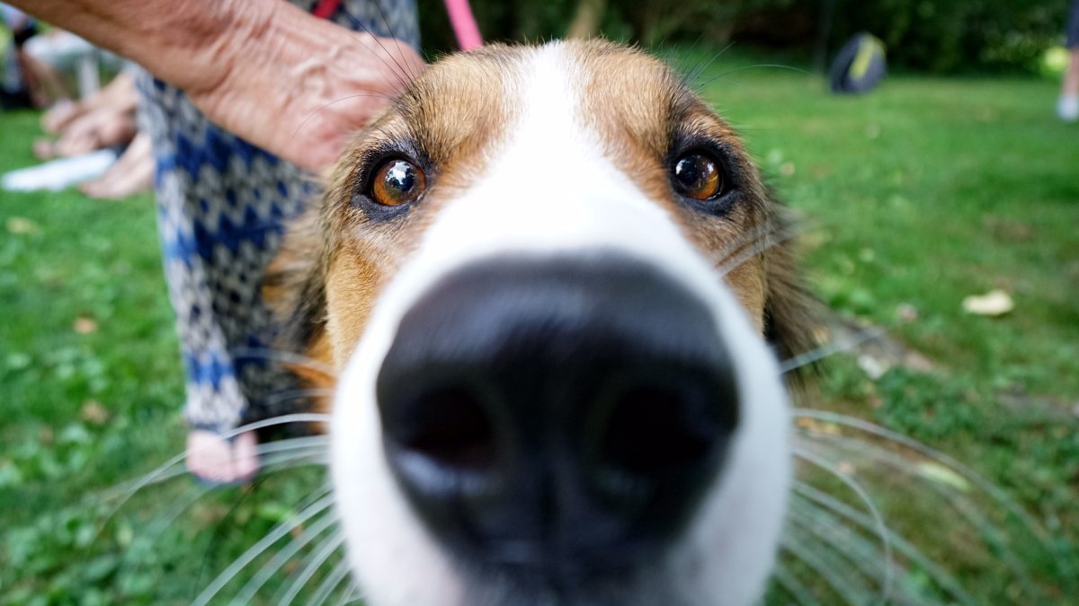 San Diego Humane Society’s 2026 Pet Photo Fundraiser to help animals – NBC 7 San Diego