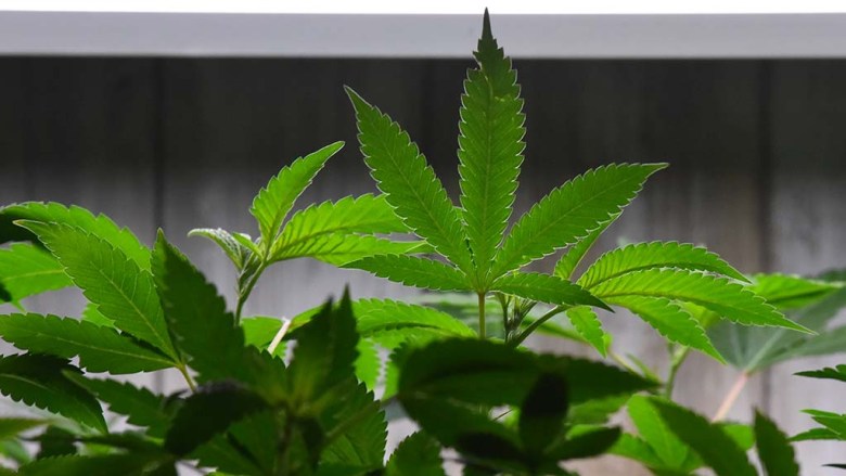 Marijuana plants are grown at Torrey Holistics in its salesroom.