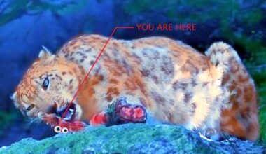 The Sound of Teeth on Bone: Leopard Eating Leopards [UPDATE]