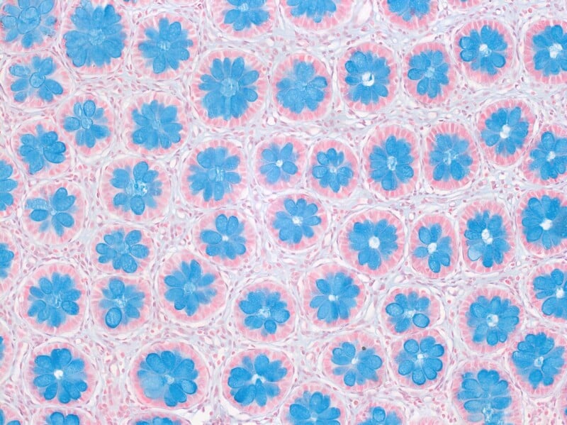 Microscopic view of cross-sectioned plant cells stained blue and pink, forming a repeating floral-like pattern with circular arrangements and petal-like structures, surrounded by thin cell walls.