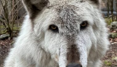 N.J. Wolf Preserve announces the death of Kayla, one of its oldest wolves