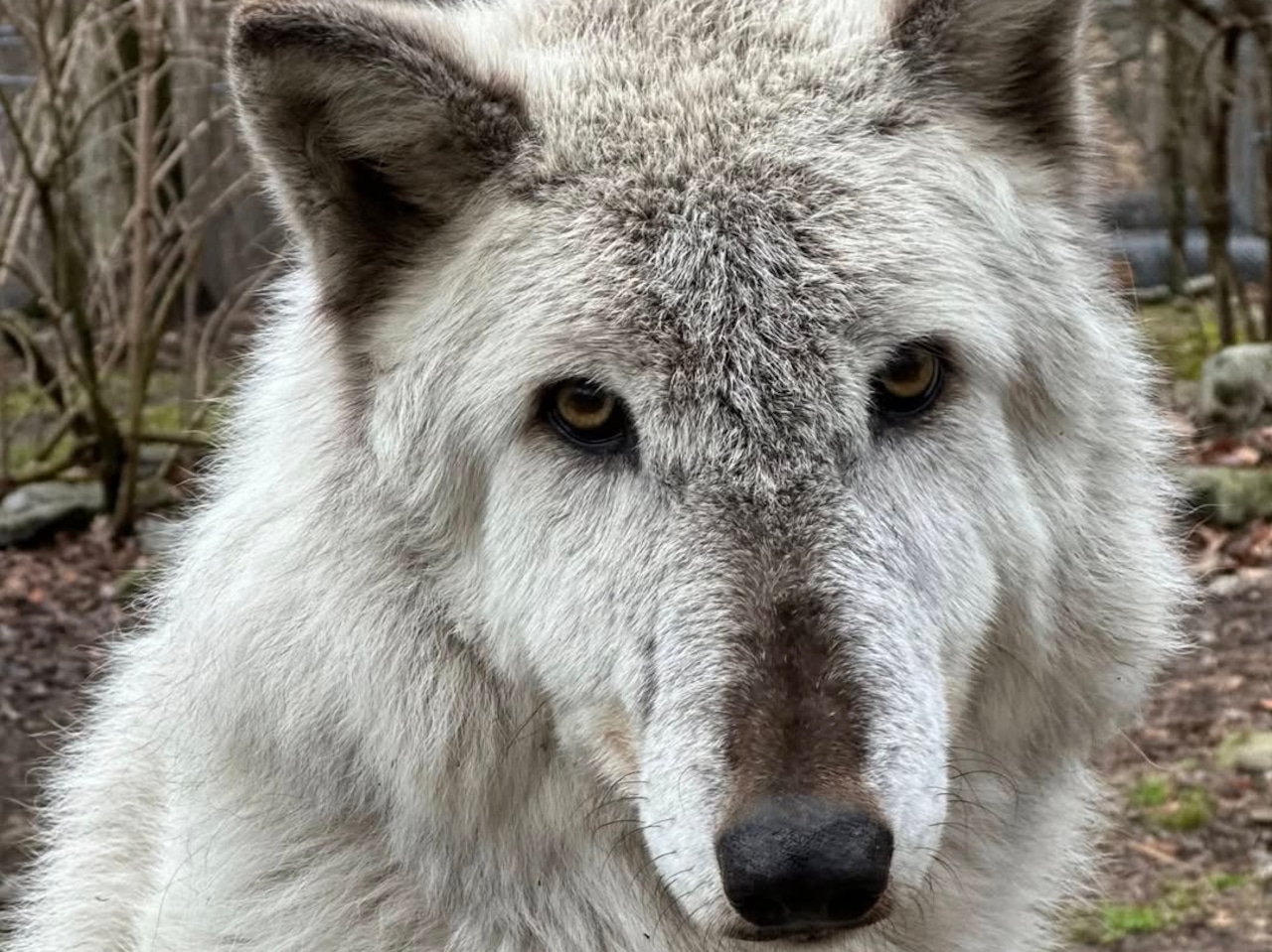 N.J. Wolf Preserve announces the death of Kayla, one of its oldest wolves