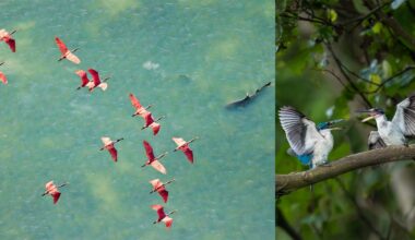 A split image: on the left, a flock of pink birds flies over green water; on the right, two blue-gray birds with open wings and beaks face each other on a tree branch surrounded by green leaves.
