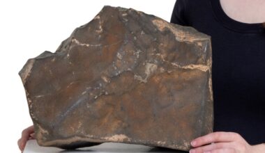 Largest Mars Rock on Earth Could Sell For US$4 Million : ScienceAlert