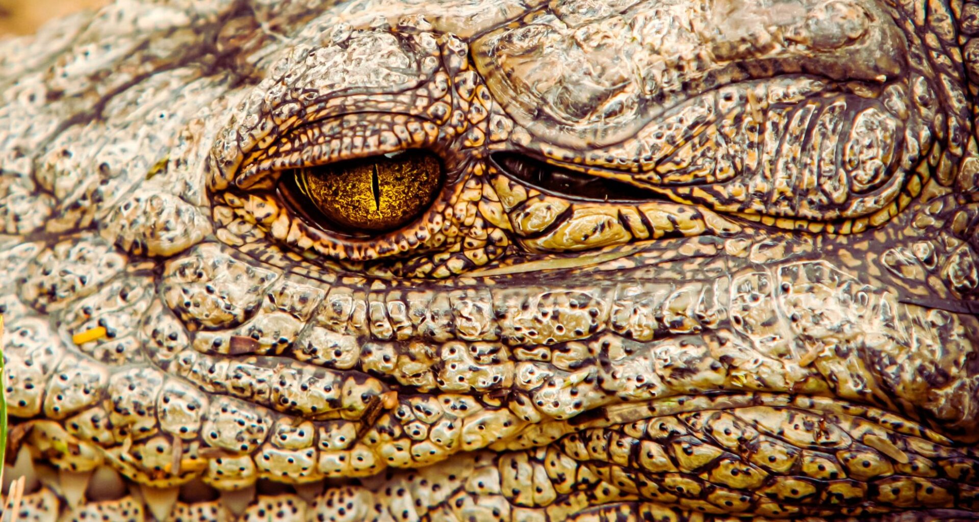 Meet Henry The World's Oldest Crocodile – And He’s Still Growing