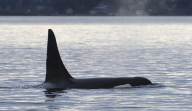 Wild orcas have been trying to feed people, new research shows