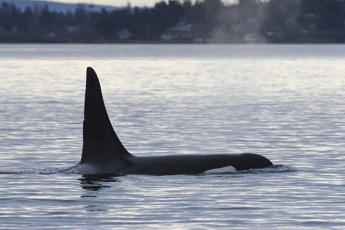 Wild orcas have been trying to feed people, new research shows