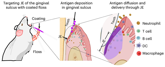 Mouse flossing diagram