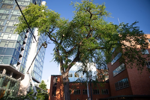 Workers cut limbs off a large tree with chainsaws