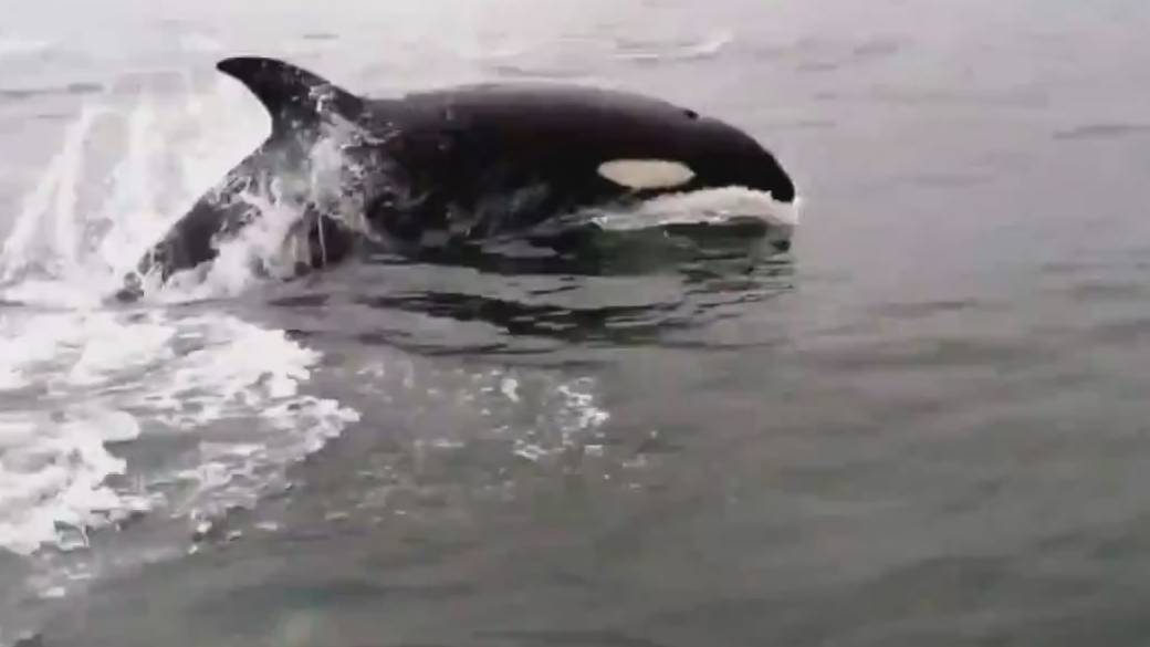 Click to play video: 'B.C. conservationists disappointed over lack of action to protect southern resident killer orcas'