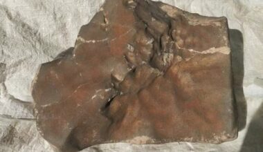Biggest Martian Meteorite Ever Found Could Fetch $4 Million at Auction