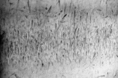 Fingerprints on a wall in the prison known as “Palestine Branch,” the last physical trace of detainees who disappeared under the Assad regime.