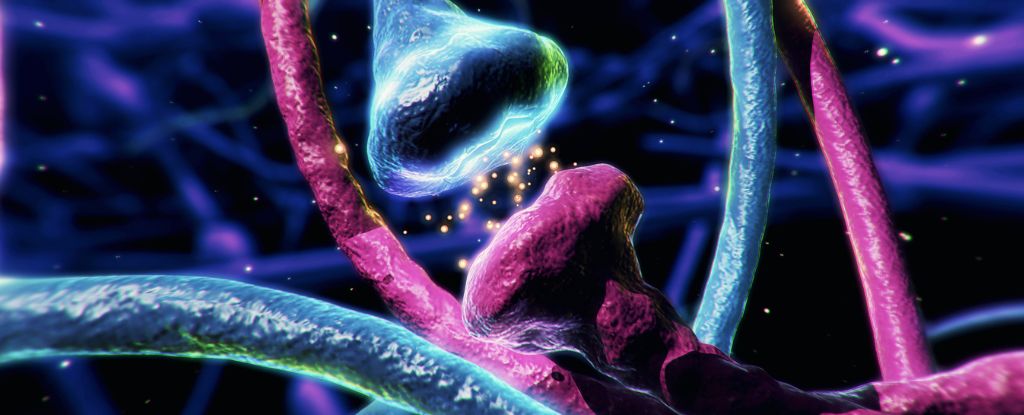 Dopamine Doesn't Work in Our Brains Quite The Way We Thought : ScienceAlert