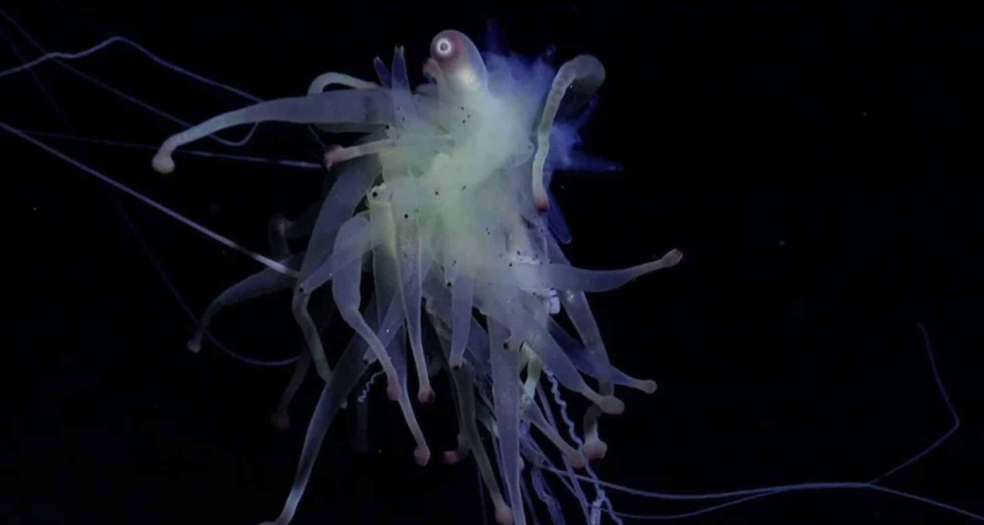 New Species Found In The Ocean's Deep Sea—including 50 Never Before Seen By Humans