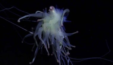 New Species Found In The Ocean's Deep Sea—including 50 Never Before Seen By Humans
