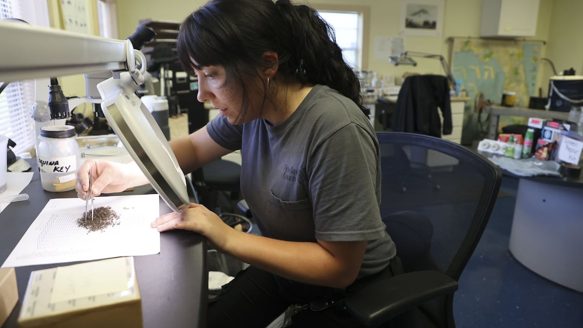 Mosquitoes are thriving in Tampa Bay. Inside the effort to stave them off.