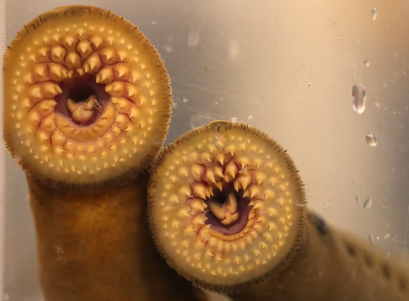 TORONTO, ON- OCTOBER 29  - The mouth of a Sea Lamprey features 150 teeth and a tongue that is cerated.   A behind the scenes look at the Royal Ontario Museums Invertebrate Zoology Lab with the bloodthirsty creatures of the original exhibition Bloodsuckers: Legends to Leeches that opens on November 16.  in Toronto. October 29, 2019. Sea Lampreys, Petromyzon marinus, are an invasive species in the Great Lakes and capable of killing up to 40 pounds (more than 20 kilograms) of fish over their 12-18 month feeding period.        (Steve Russell/Toronto Star via Getty Images)