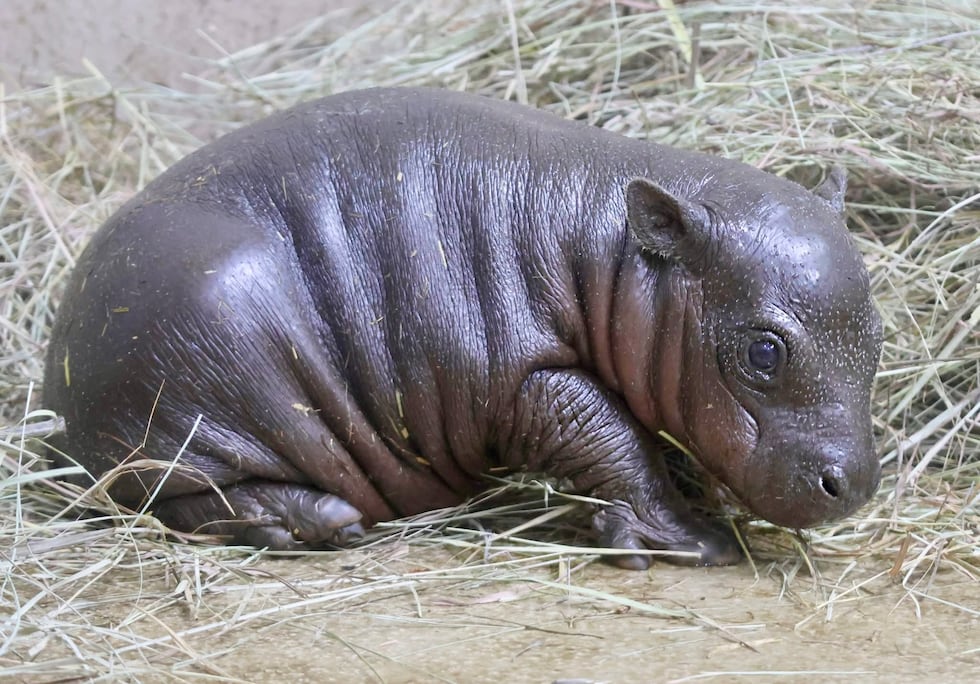On June 26, 2025, a male pygmy hippopotamus calf was born at Tanganyika Wildlife Park.