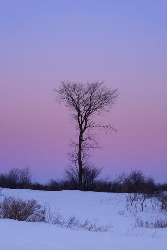 A single leafless tree stands on a snowy field at dusk, silhouetted against a sky that fades from soft pink to purple, with bushes and shrubs along the horizon.