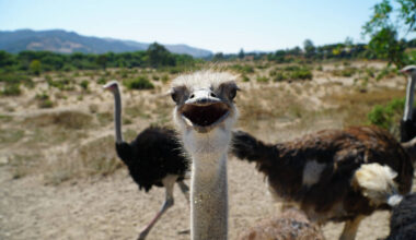 You Can Feed Over 100 Ostriches And Emus At This Roadside Ranch 2.5 Hours From Los Angeles
