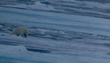 Polar bear gnaws dead sperm whale – Why Evolution Is True