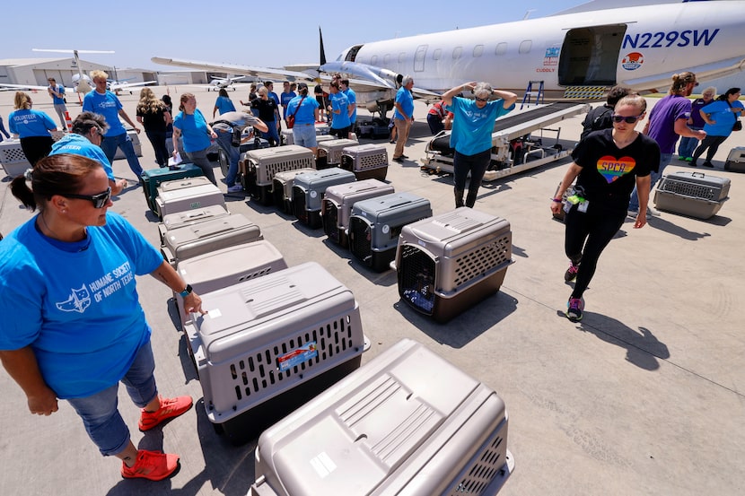 Volunteers and staff from local animal shelters unload dogs and cats from a Wings of Rescue...