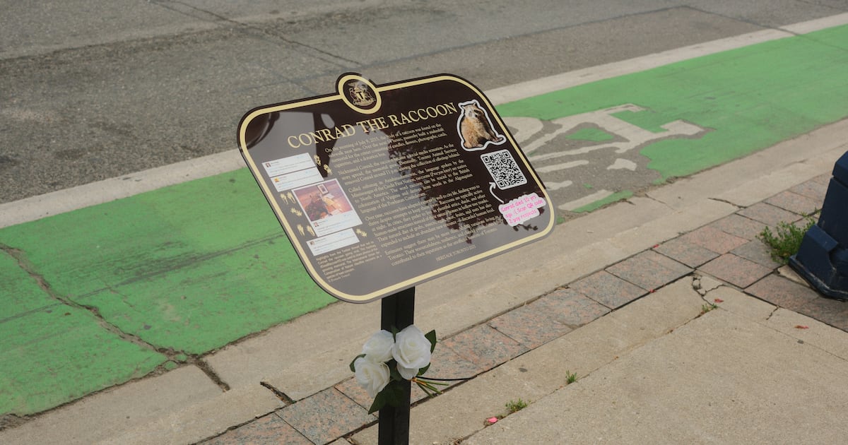Conrad the Raccoon gets commemorative plaque