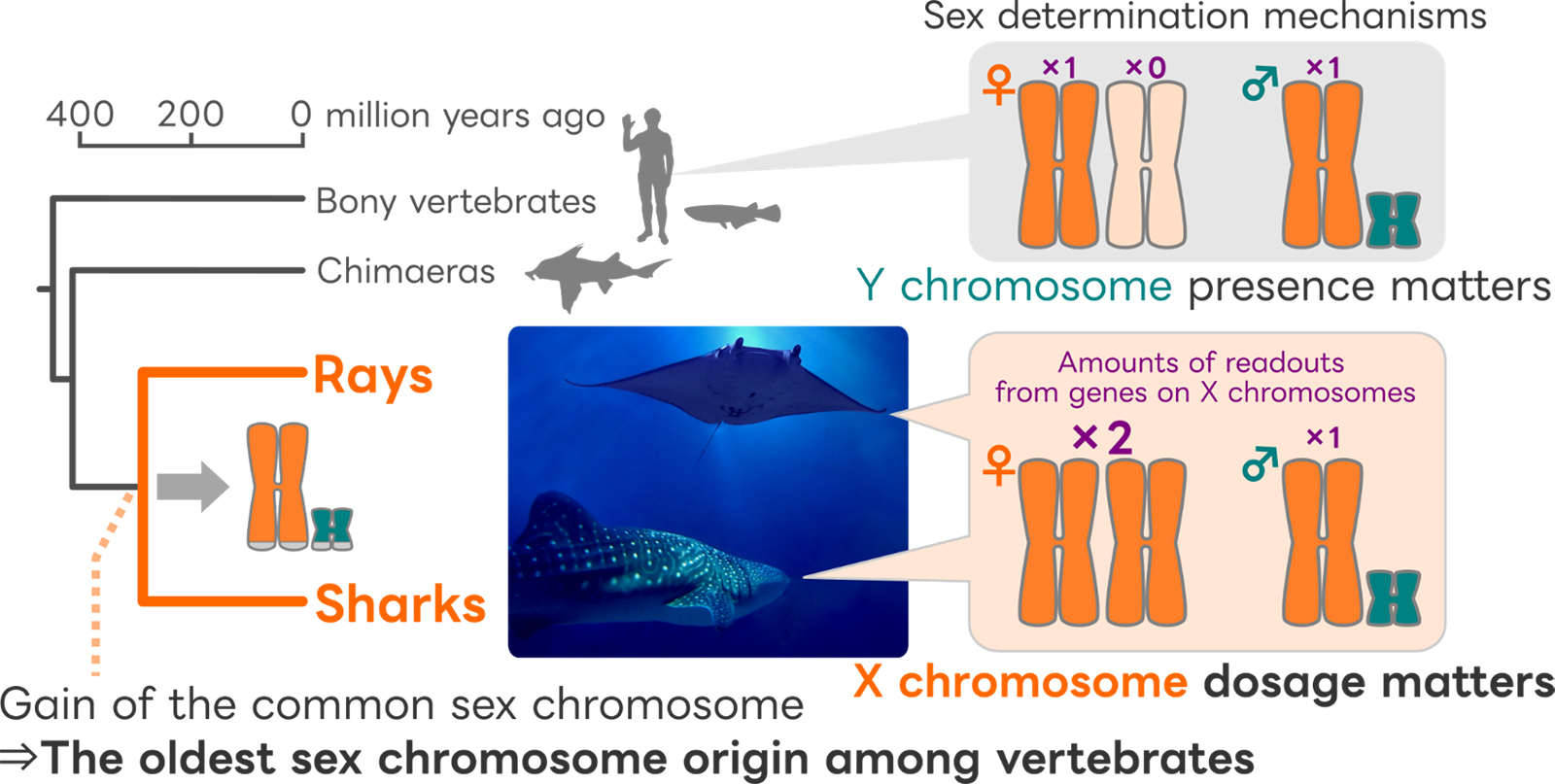 Discovery of the Oldest Sex Chromosomes among Vertebrates—Unique Sex Determination mechanisms in Sharks and Rays —::National Institute of Genetics