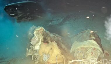 Scientists sink cow 1,629m into South China Sea, then gigantic animal appears out of the gloom
