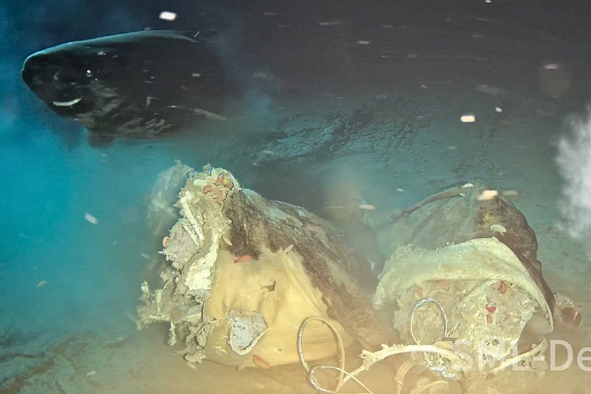 Scientists sink cow 1,629m into South China Sea, then gigantic animal appears out of the gloom