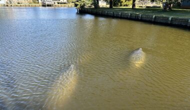 Steer clear of Florida manatees visiting the Outer Banks