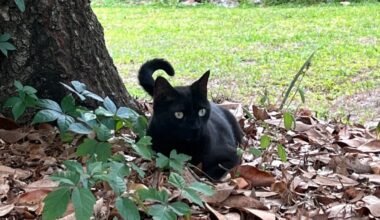 Florida Cat Named Pepper Brings Home Never-Before-Seen Virus—for the Second Time