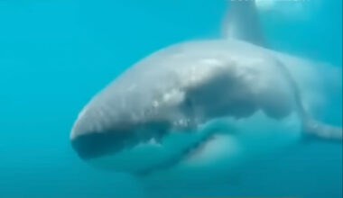 Just a great white shark, casually stoppin