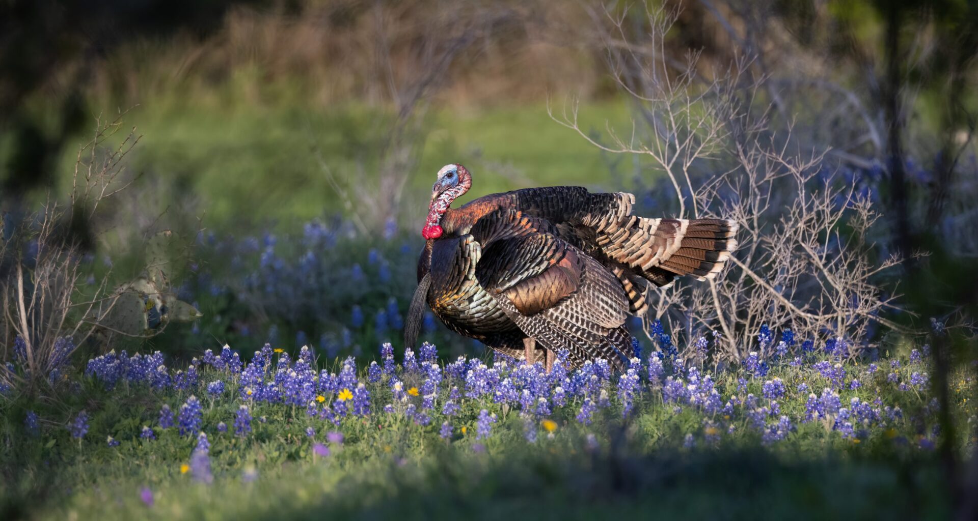 Once-scarce wild turkeys show up en masse in northern Colorado