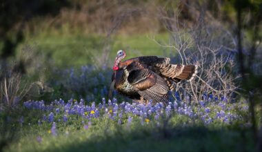 Once-scarce wild turkeys show up en masse in northern Colorado