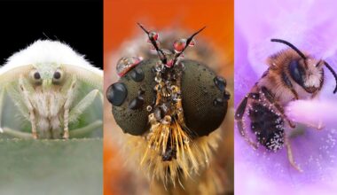 Photographer Turns Fear into Fascination Through Her Macro Insect Shots