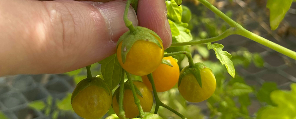 Tomatoes in The Galapagos Islands Appear to Be Evolving in Reverse : ScienceAlert