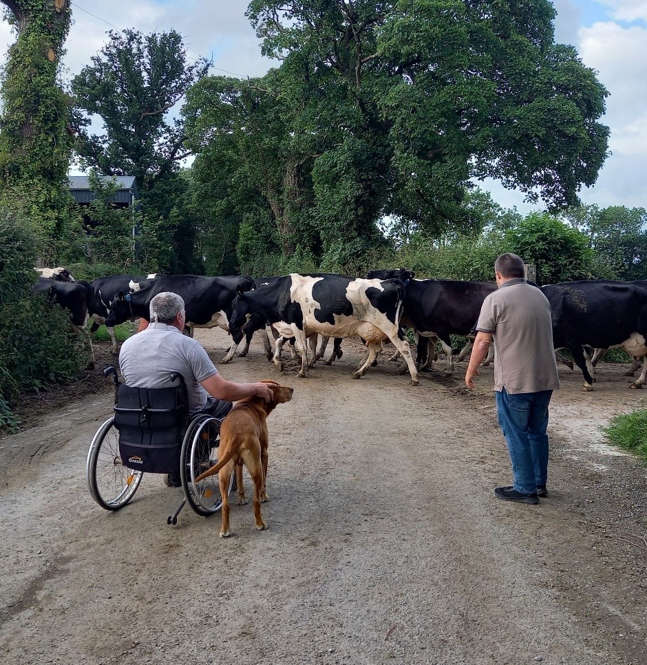 Cows crossing a road.