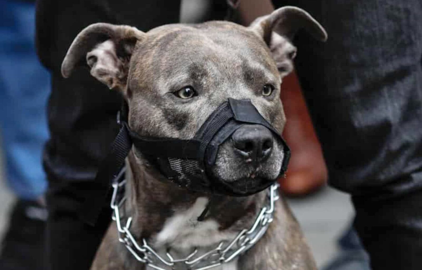 Pitbull lovers defend the animal while service organisations say they are not considered for human assistance.