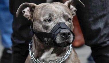 Pitbull lovers defend the animal while service organisations say they are not considered for human assistance.