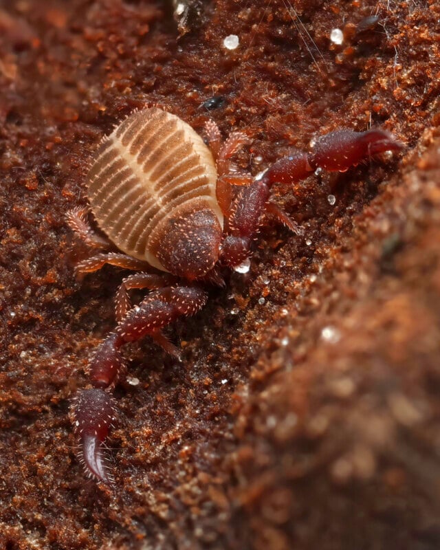 A close-up view of a small, brown pseudoscorpion with large pincers crawling on a rough, brown surface. The creature's segmented body and fine hairs are clearly visible.