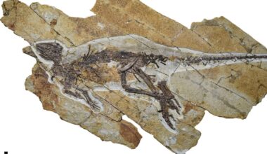 This Dinosaur Probably Chirped Like a Bird